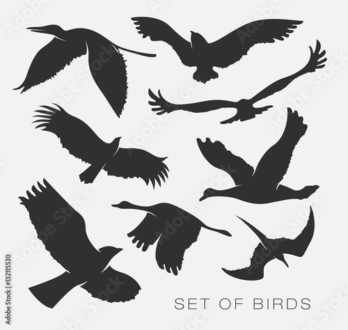 set of silhouettes of birds