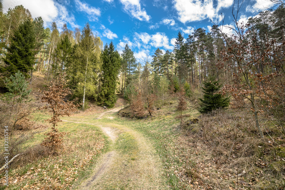 Landscape of road through forest in spring and blue sky