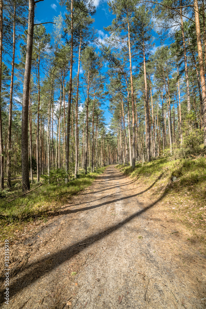 Landscape of road through pine forest in spring sunny day Landscape of road through pine forest in spring sunny day