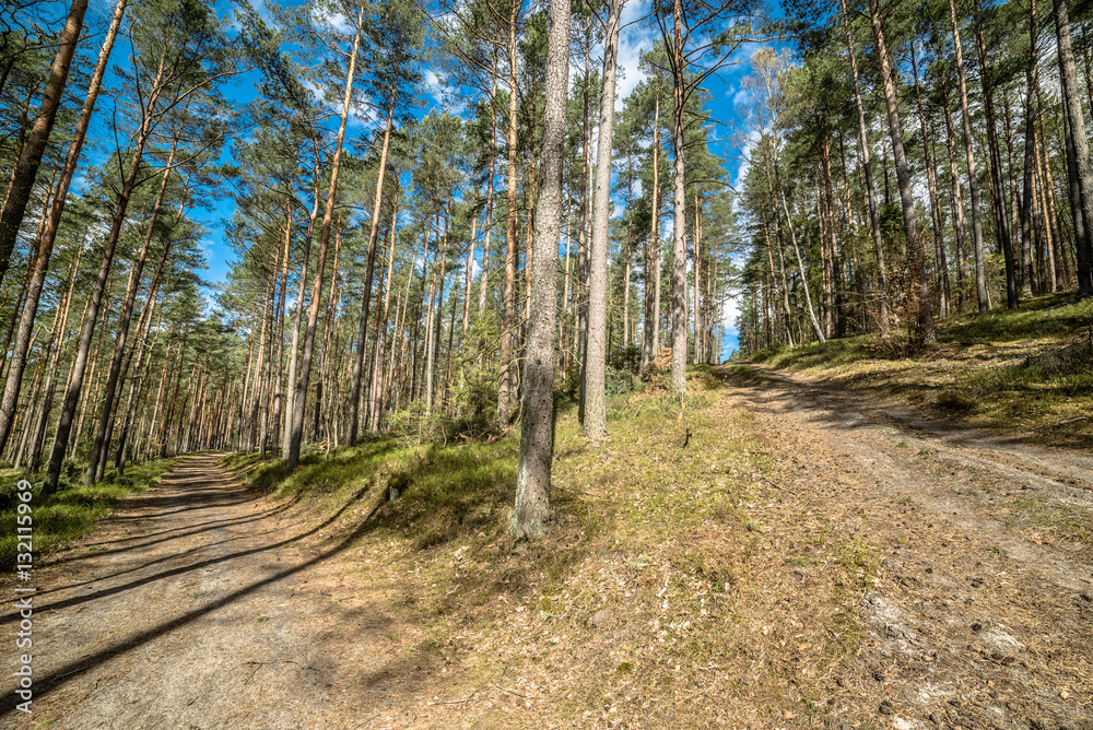 Landscape of road through pine forest in spring sunny day Landscape of road through pine forest in spring sunny day