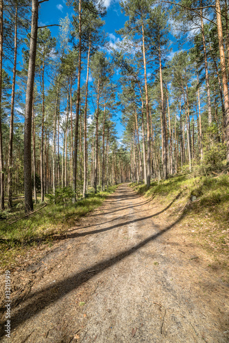 Landscape of road through pine forest in spring sunny day