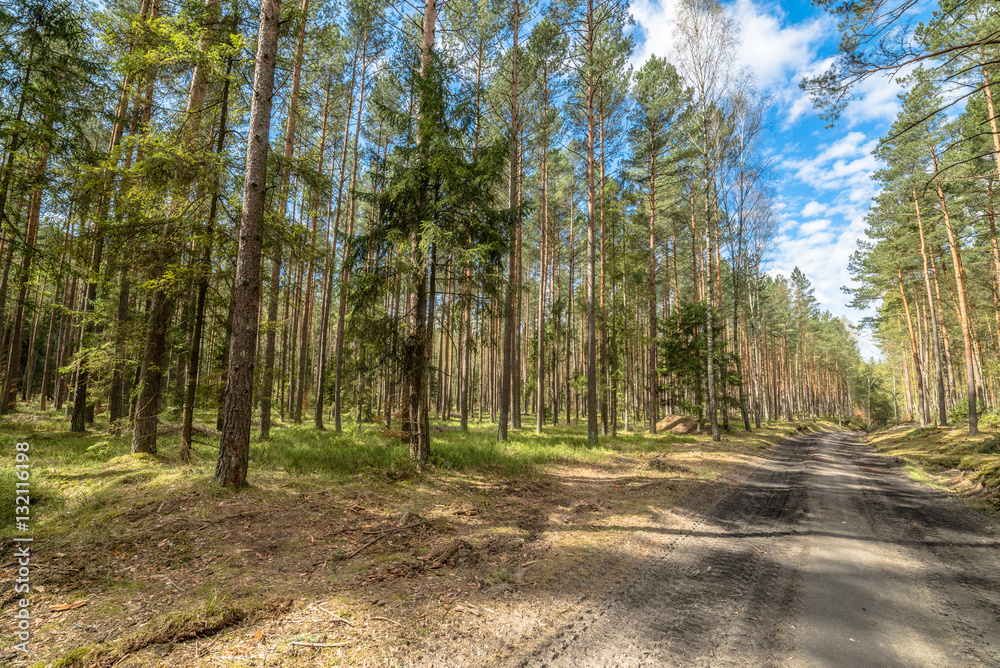 Fototapeta premium Landscape of road through pine forest in spring sunny day