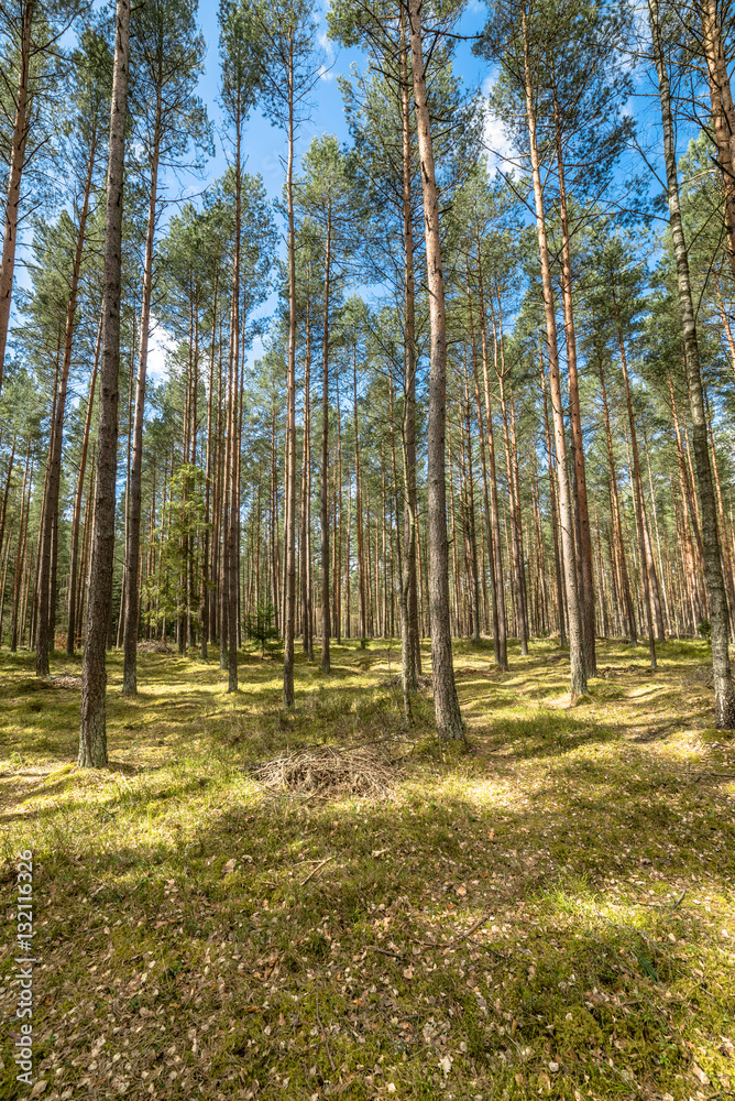 Beautiful landscape with pine forest in spring sunny day, Poland Beautiful landscape with pine forest in spring sunny day, Poland