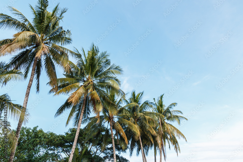 Leaves of coconut tree on sky background Leaves of coconut tree on sky background