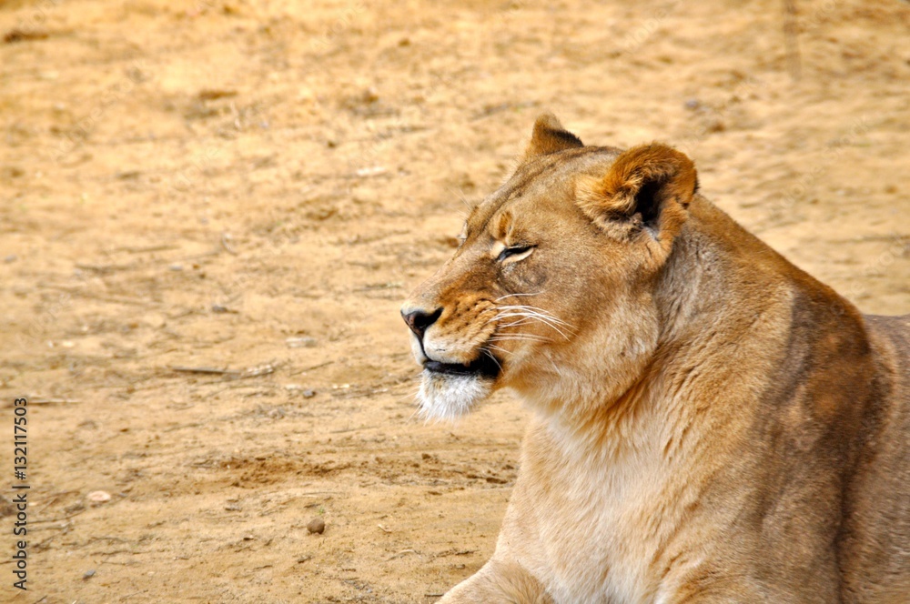 Obraz premium Zoo Lion