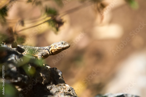 Closeup of a lizzaed sitting on a stone