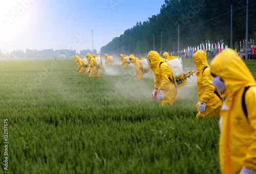 farmers sprying pesticide in wheat field wearing protective clothing photo