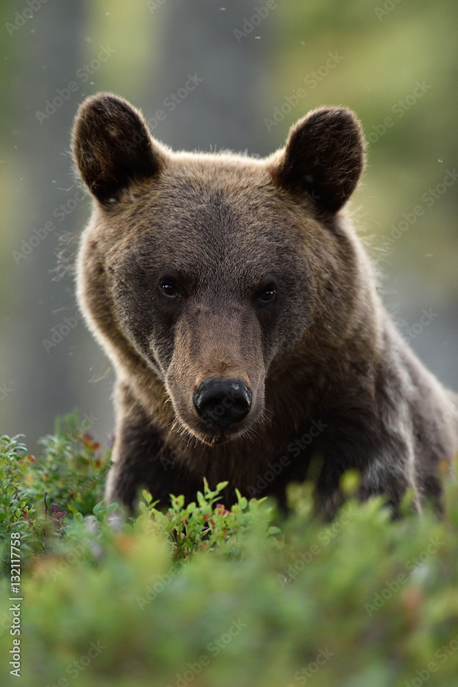 Fototapeta premium European brown bear face portrait with blueberries in a forest