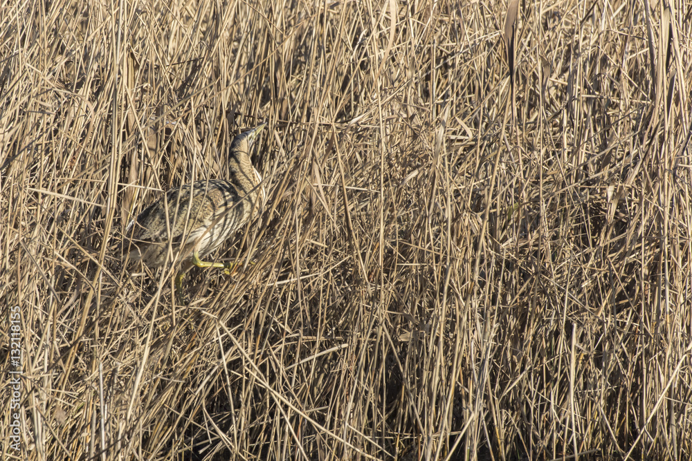 Common bittern (Botaurs stellaris) Common bittern (Botaurs stellaris)