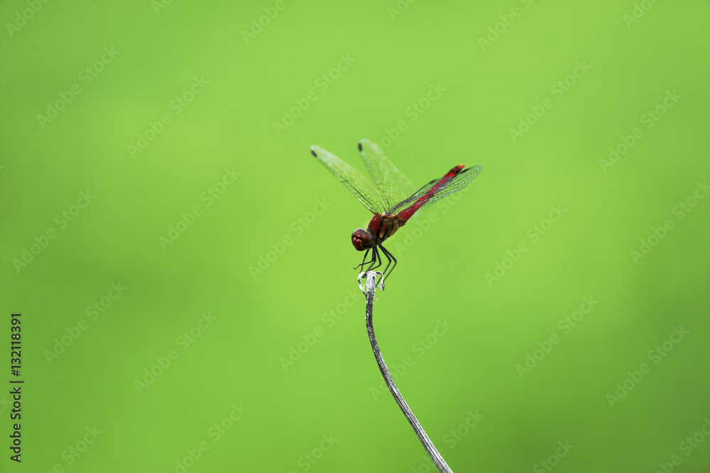 Sympetrum / The red dragonfly which stops at the favorite place many times Sympetrum / The red dragonfly which stops at the favorite place many times
