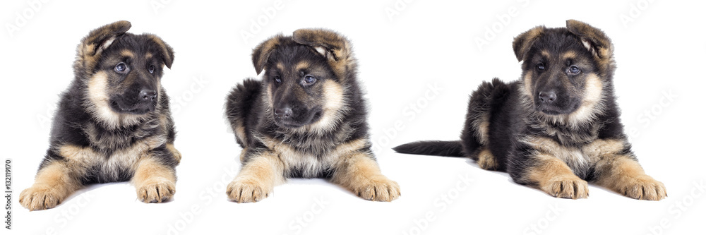 Puppy looking Puppy looking