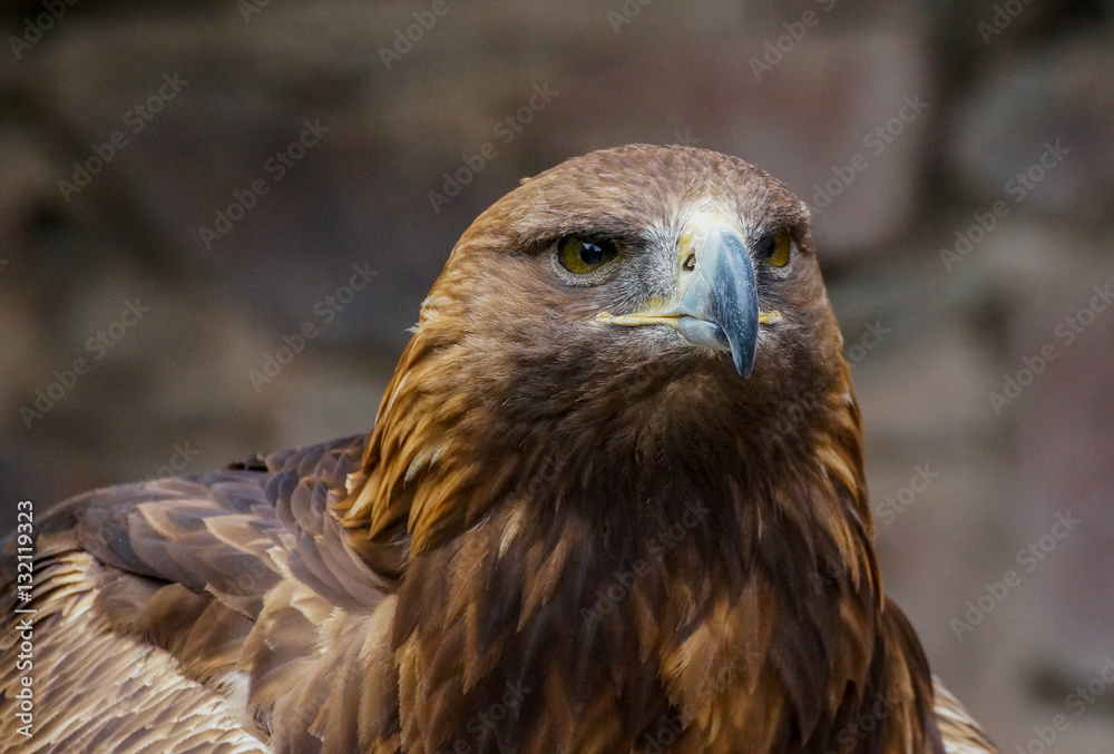 Aigle Royal Aigle Royal