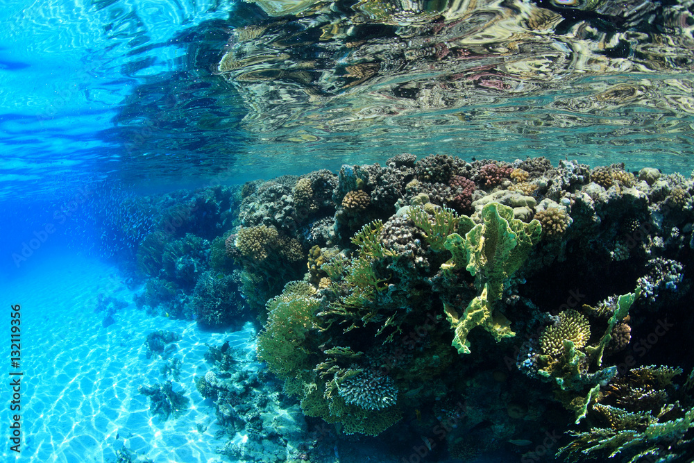 Obraz premium Shallow coral reef