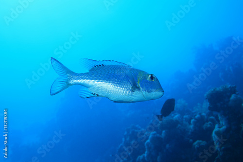 Bigeye emperor fish © aquapix