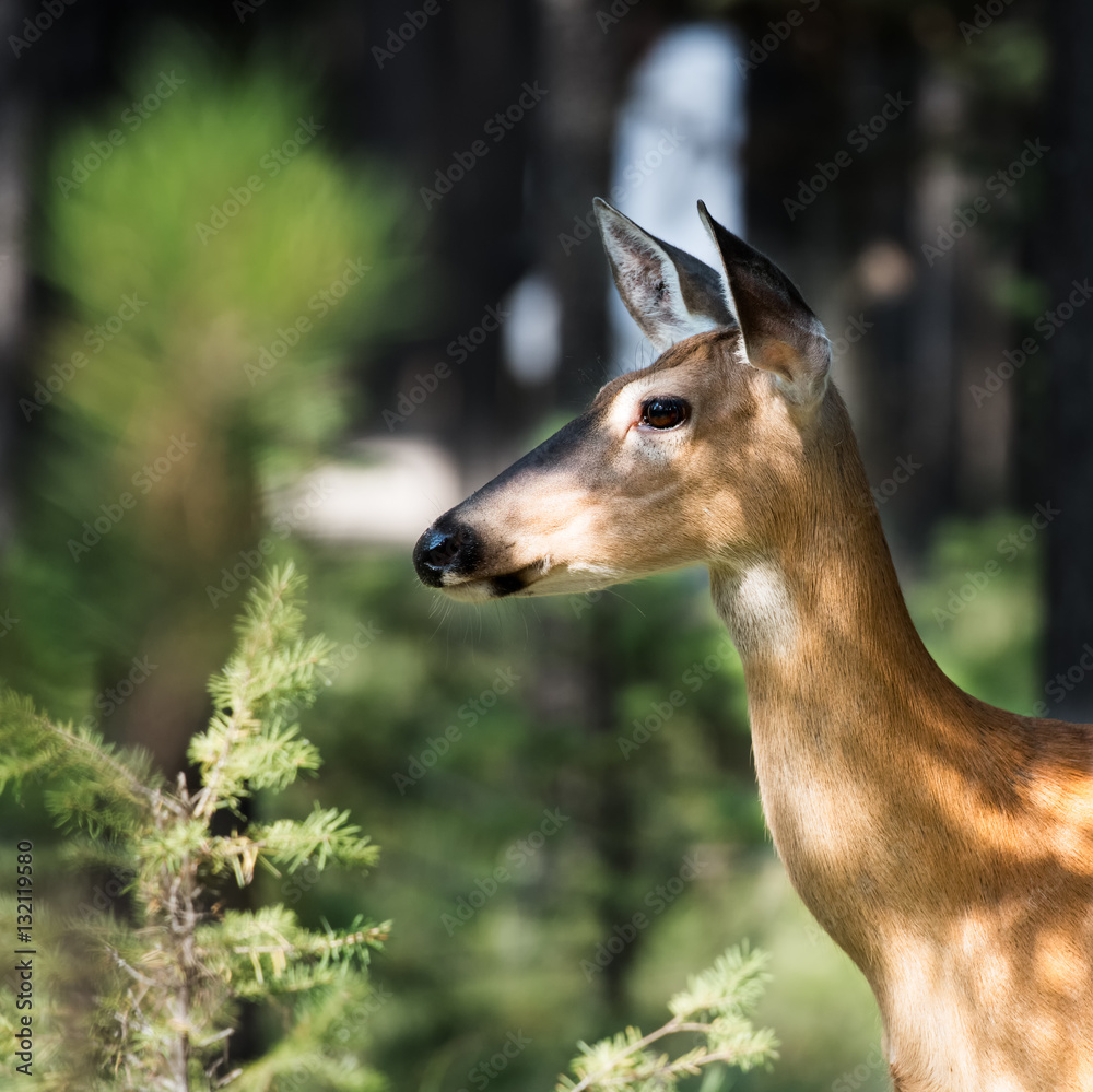Naklejka premium Whitetail in Woods