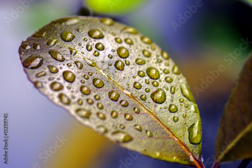 A colourful image of raindrops resting on the surface of a waxy leaf. A metaphor for Zen philosophy and beauty in nature.