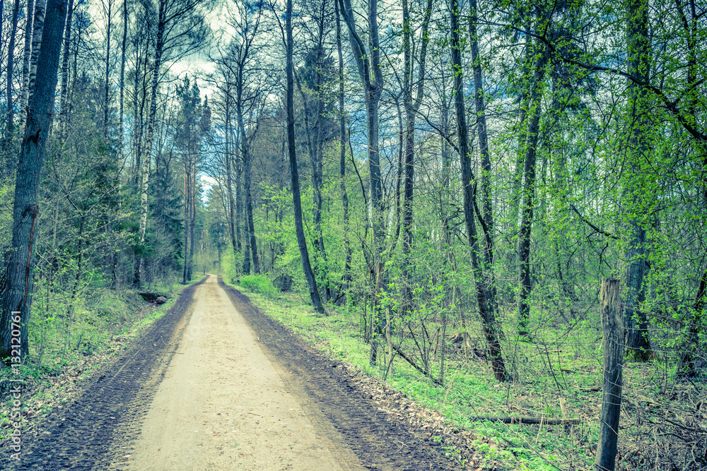 Fototapeta premium Rural landscape with road in spring forest, fresh green trees, cross process