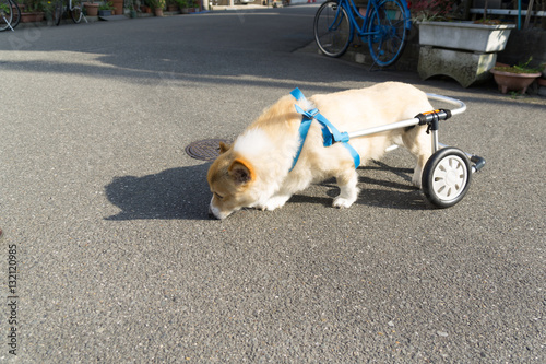犬　コーギー　車椅子 © sokazunana7