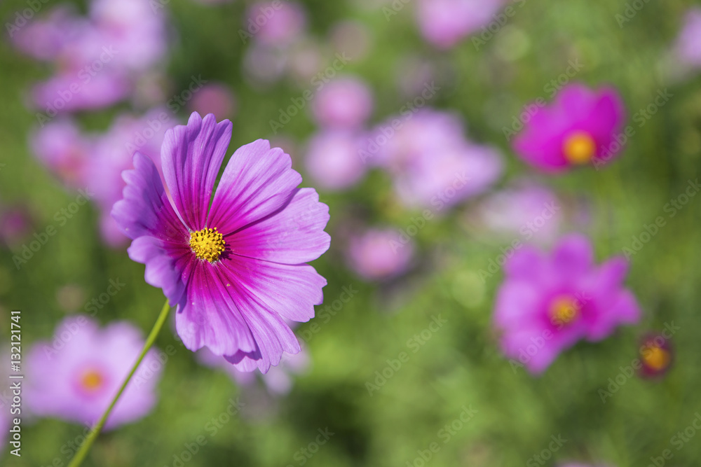 Beautiful pink Cosmos flower garden, outdoor day light Beautiful pink Cosmos flower garden, outdoor day light