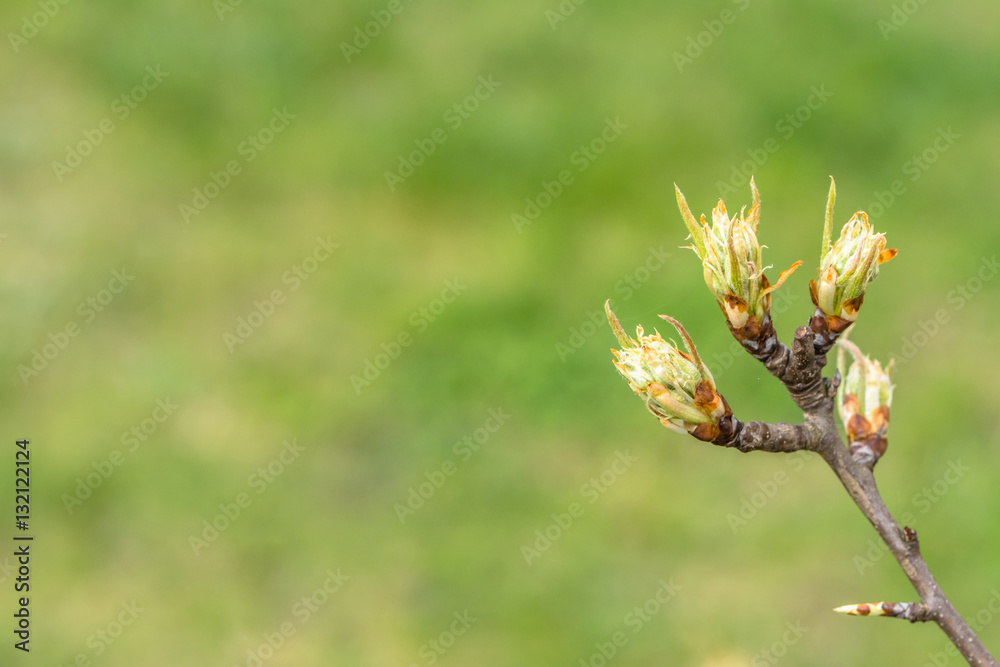 Young spring buds leaves macro bokeh background Young spring buds leaves macro bokeh background