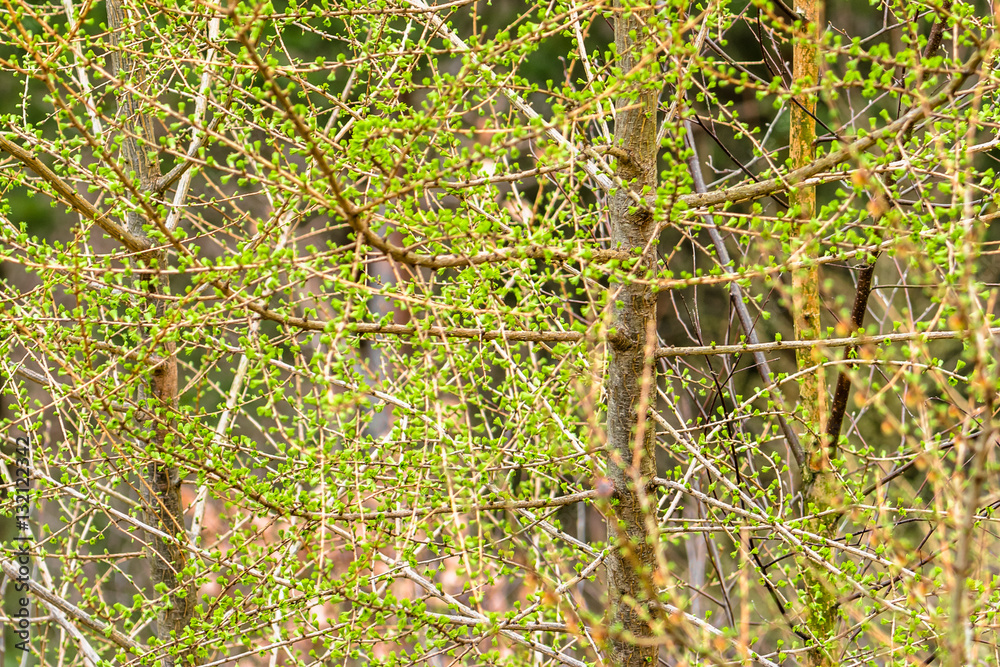 Spring tree, larch with needles, fresh green buds on coniferous branch
