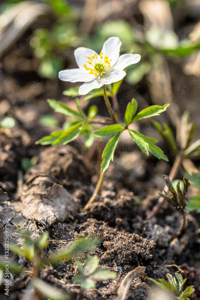Wood anemone, spring flower in the forest, close-up Wood anemone, spring flower in the forest, close-up