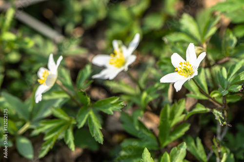 Wood anemone, spring flower in the forest, close-up