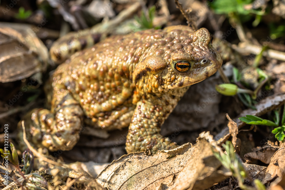 Macro of toad in the forest undergrowth, selective focus Macro of toad in the forest undergrowth, selective focus
