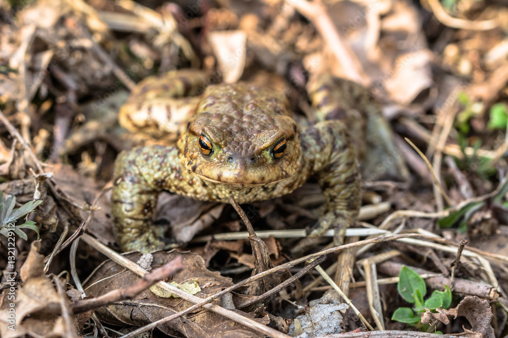 Macro of toad in the forest undergrowth, selective focus Macro of toad in the forest undergrowth, selective focus