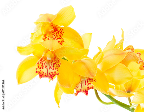 Fototapeta Naklejka Na Ścianę i Meble -  fresh natural yellow orchid flowers clos eup isolated on white background