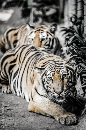 Fototapeta Naklejka Na Ścianę i Meble -  tiger lay on the ground with dramatic tone