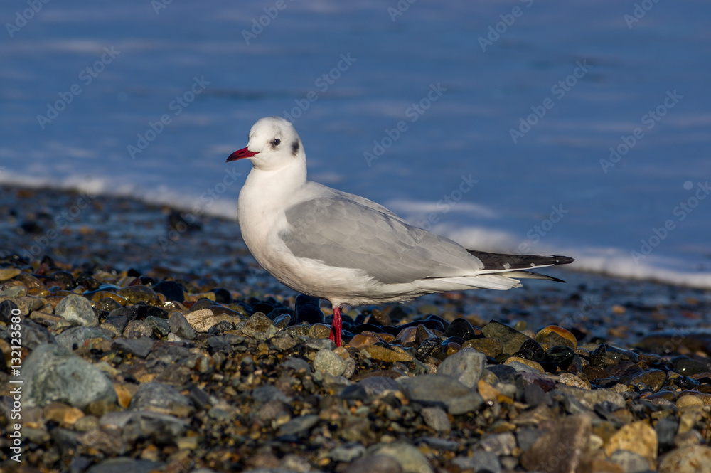 sea gulls on the pebble beach / Black-headed gull,Chroicocephalus ridibundus, Larus ridibundus sea gulls on the pebble beach / Black-headed gull,Chroicocephalus ridibundus, Larus ridibundus
