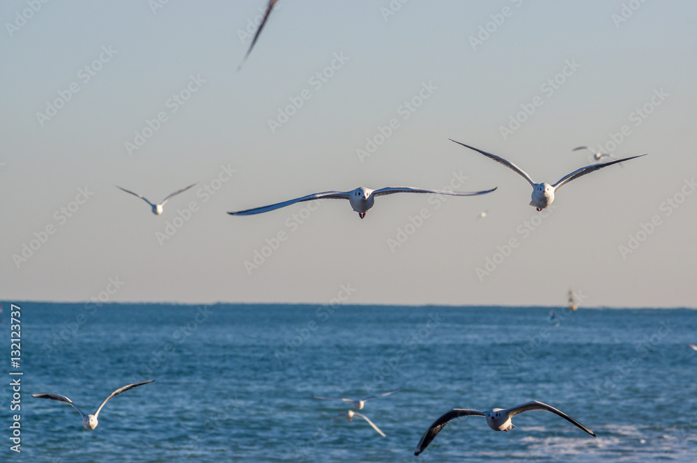 flying sea gulls / Black-headed gull,Chroicocephalus ridibundus, Larus ridibundus flying sea gulls / Black-headed gull,Chroicocephalus ridibundus, Larus ridibundus