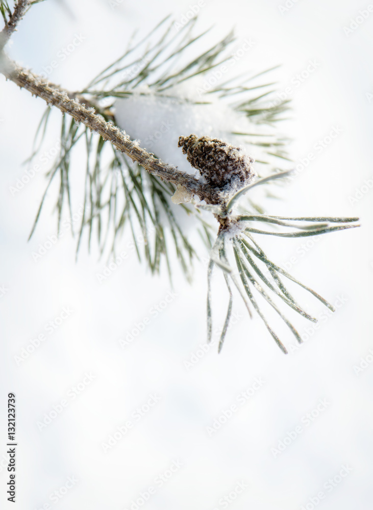 Obraz premium Winter nature background. Frozen flower