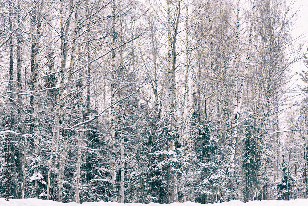Fototapeta premium Winter frost forest