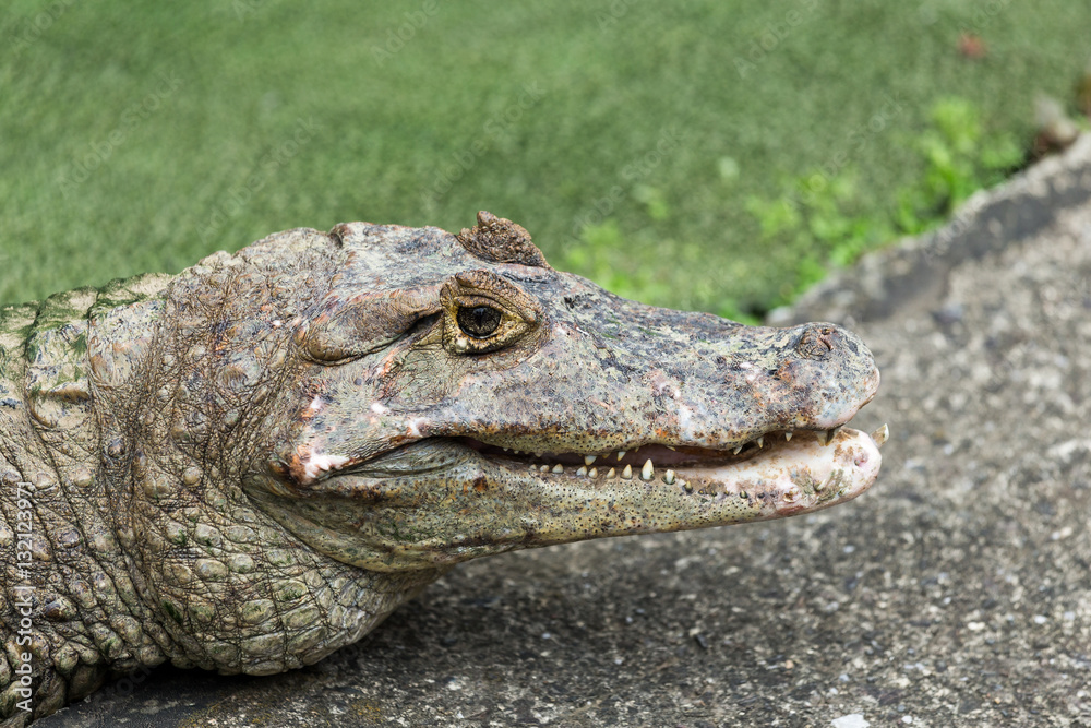 Obraz premium Krokodyl