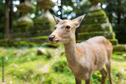 Fototapeta Naklejka Na Ścianę i Meble -  Deer in Japanese temple