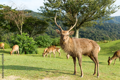 Fototapeta Naklejka Na Ścianę i Meble -  Stag deer