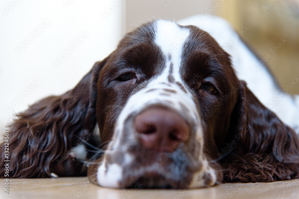 English Springer Spaniel puppy dog