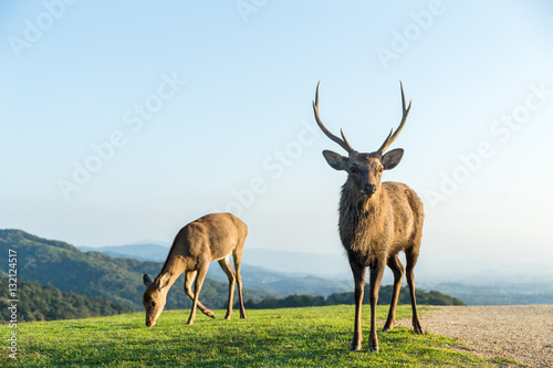 Fototapeta Naklejka Na Ścianę i Meble -  Bulk deer