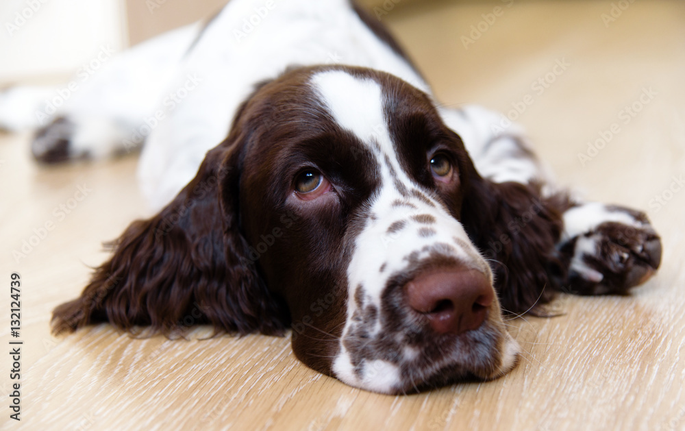 English Springer Spaniel puppy dog