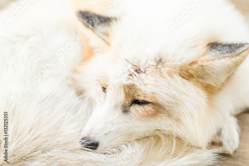 Fox sleeping at outdoor