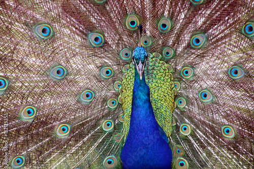 Fototapeta Naklejka Na Ścianę i Meble -   Blue Colorful Male Peacocks Patterned and Textured Feather Disp