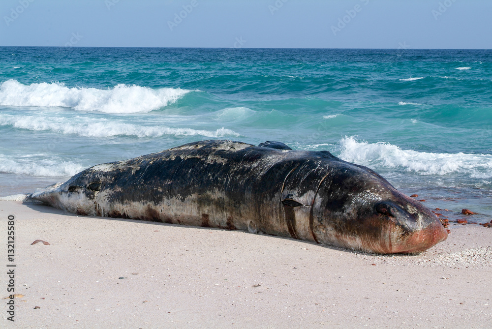Obraz premium A stranded sperm whale lies dead on the beach of Socotra island