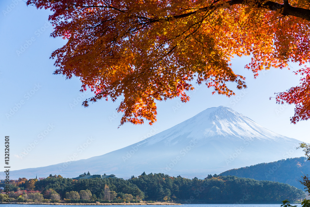 Red Maple tree and Mt. Fuji