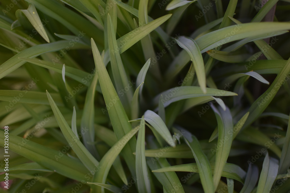 Obraz premium Green grass