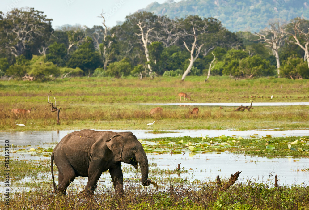 Obraz premium Elephant in wild nature. Yala national park, Sri Lanka