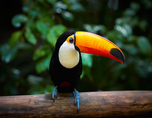Keuken achterwand Toekan Toekan in Braziliaans regenwoud  © SJ Travel Footage