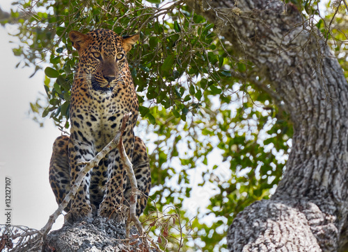 Leopard in wild nature. Yala national park, Sri Lanka photo