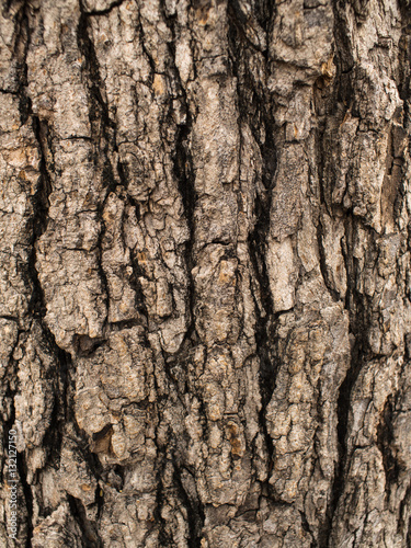 Bark of Tamarind Tree